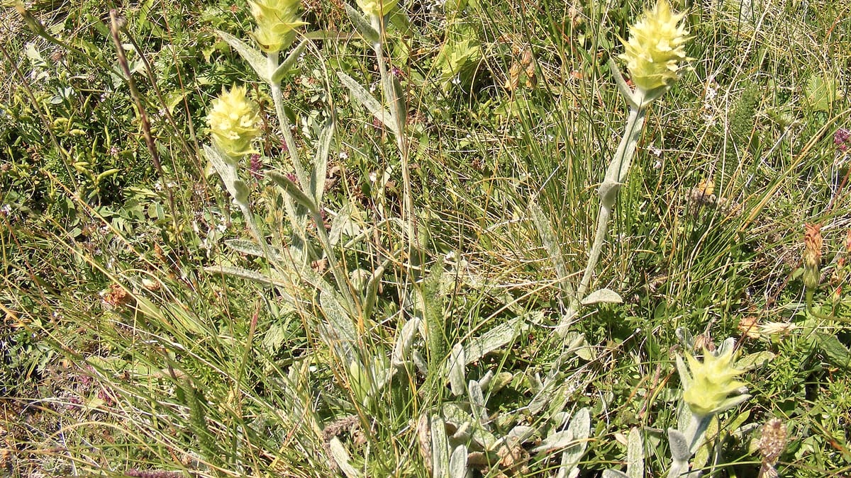 Wild wachsende Sideritis-Pflanzen (Bergtee) mit gelblichen Blütenständen an einem Berghang
