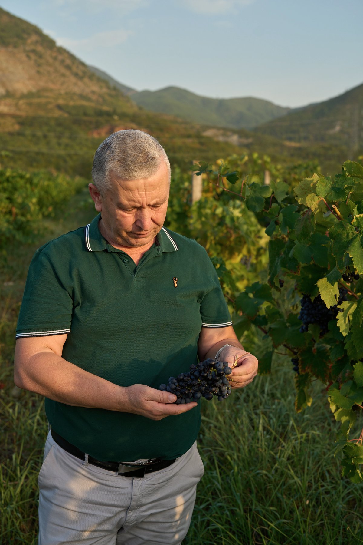 Winzer der Kantina Kallmeti prüft Kallmet-Trauben im Weinberg, im Hintergrund die Berge der Region Lezha