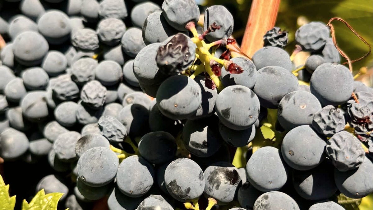 Reife Vranac-Trauben am Rebstock in der Weinregion um Rahovec im Kosovo