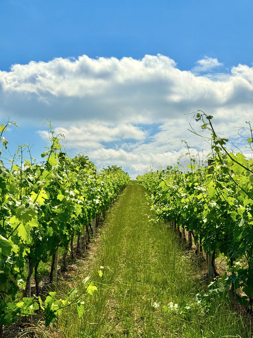 Rebenreihen von Labi Wine unter blauem Himmel mit weißen Wolken, sattes Grün