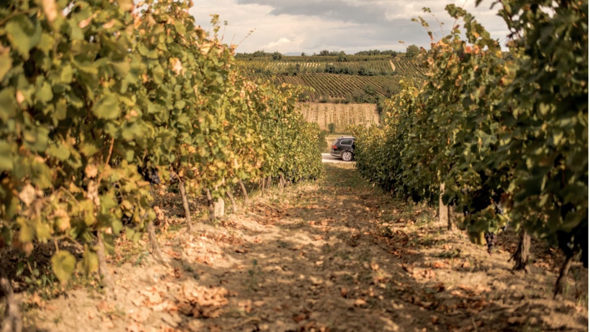 Sonniger Gang zwischen Rebzeilen im Weinberg von Tradita bei Rahovec im Kosovo