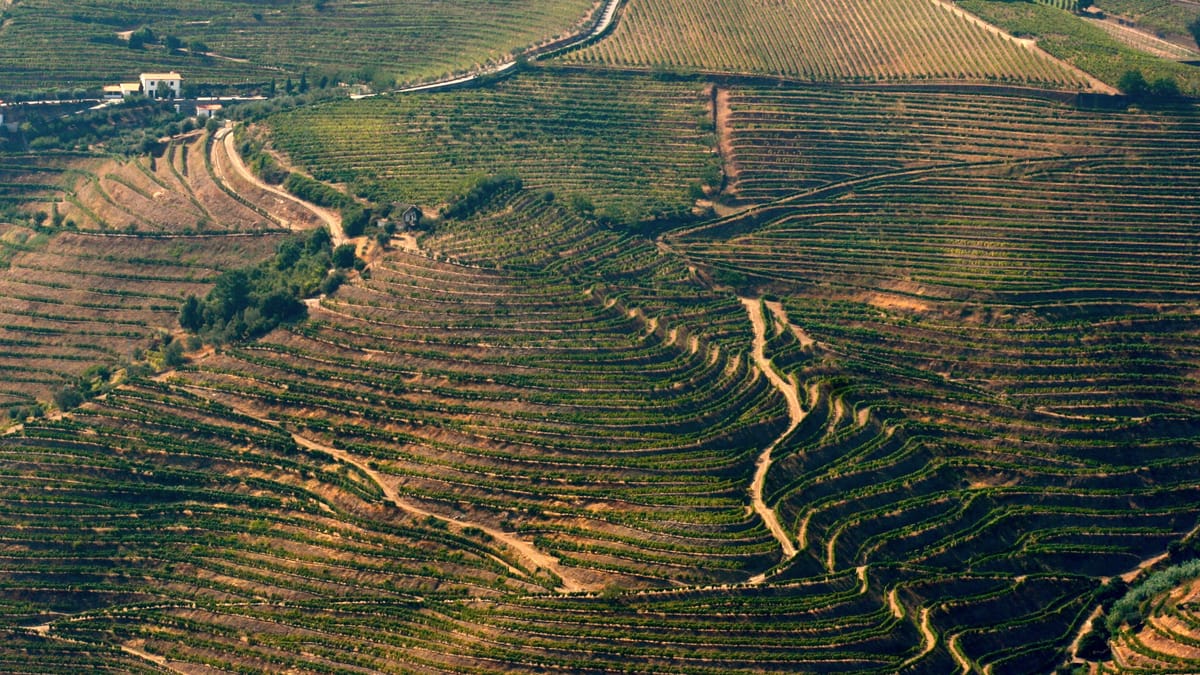 Terrassierte Weinberge an einem Hang im warmen Abendlicht